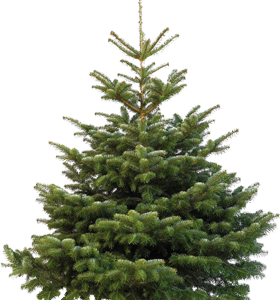 Sapin de Nordmann de 101 à 125 cm